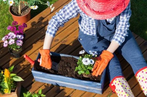 Gardening Tips For New Gardeners