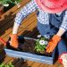 Gardening Tips For New Gardeners