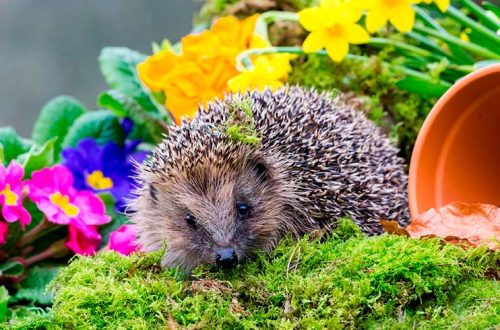 Top Tips For Attracting Wildlife Into Your Garden
