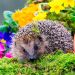 Top Tips For Attracting Wildlife Into Your Garden