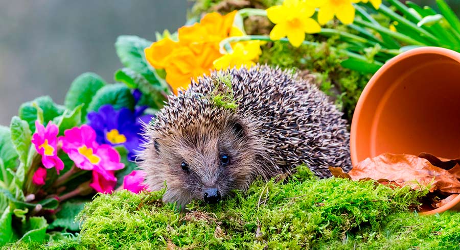 Top Tips For Attracting Wildlife Into Your Garden